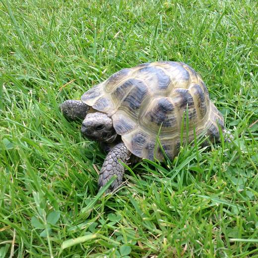 Tortoises Available For Rehoming - Tortoise Protection Group