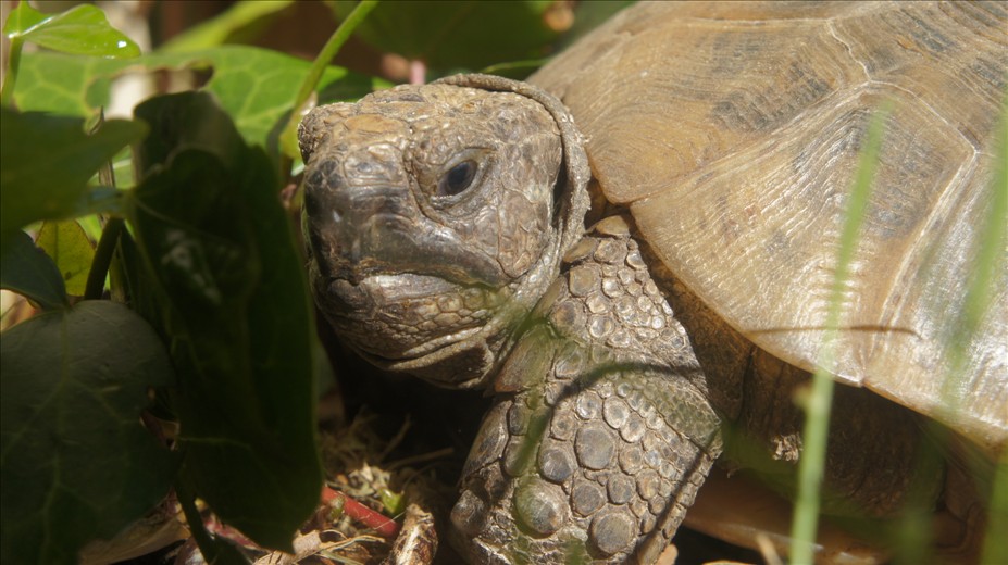 N. African Spur-Thighed Tortoise (Algerian - TGG) : Female - Mature ...