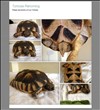 REHOMED!! - Marginated Tortoise : Appx 6 yrs old : Male (Cole)