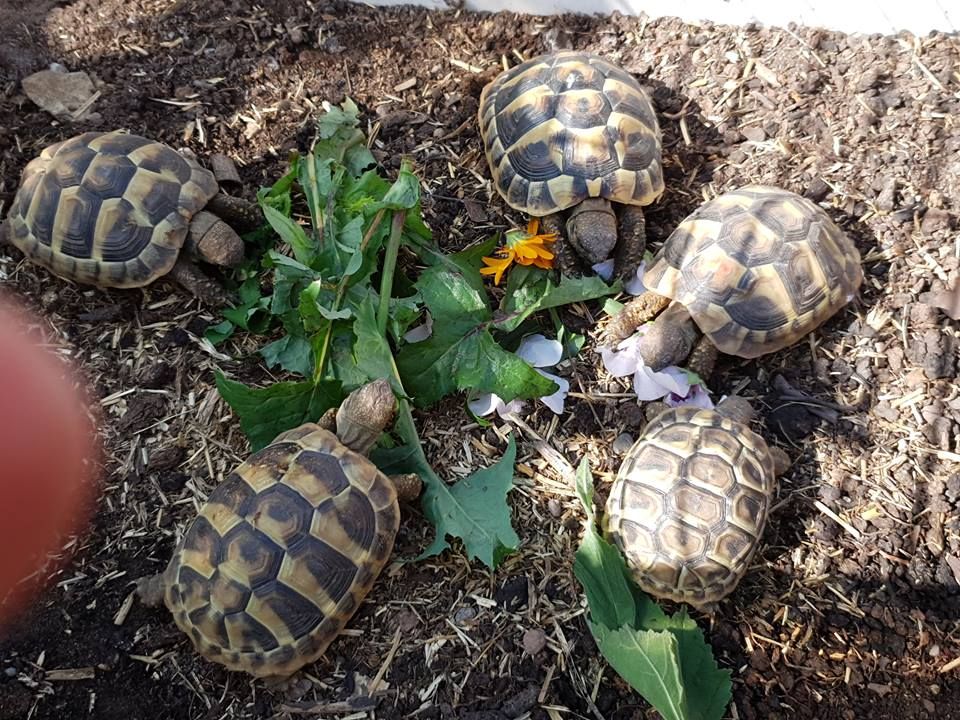 Genuine UK Captive Bred Tortoises for Sale - Tortoise Protection Group