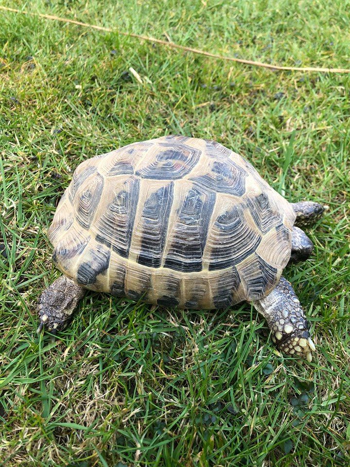 Tortoises Available For Rehoming - Tortoise Protection Group