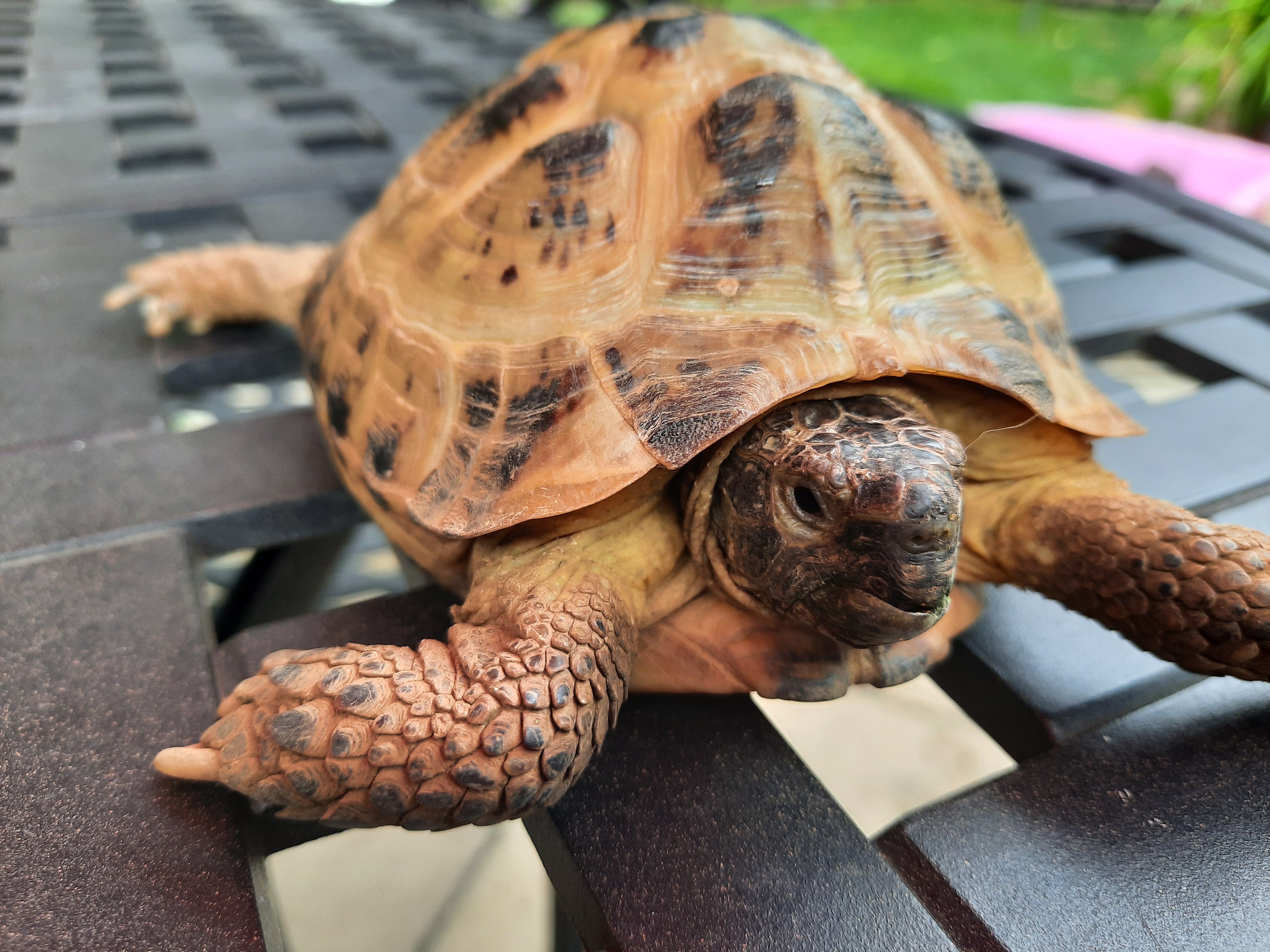 Tortoises Available For Rehoming - Tortoise Protection Group