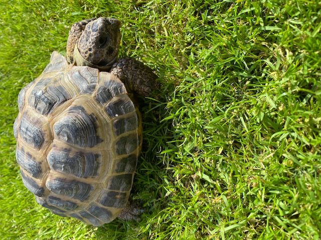 Tortoises Available For Rehoming - Tortoise Protection Group