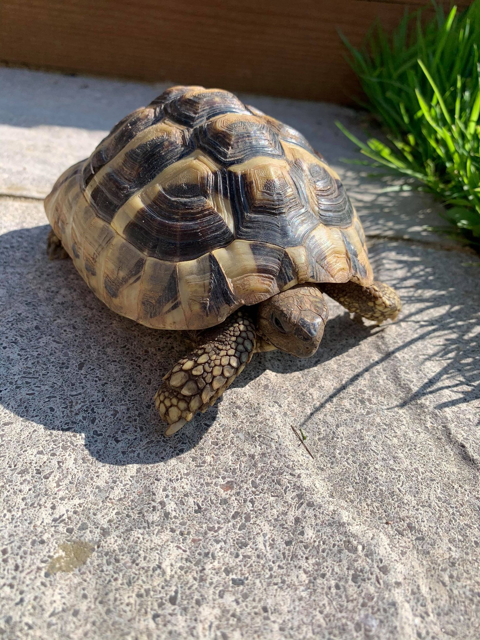 Tortoises Available For Rehoming - Tortoise Protection Group