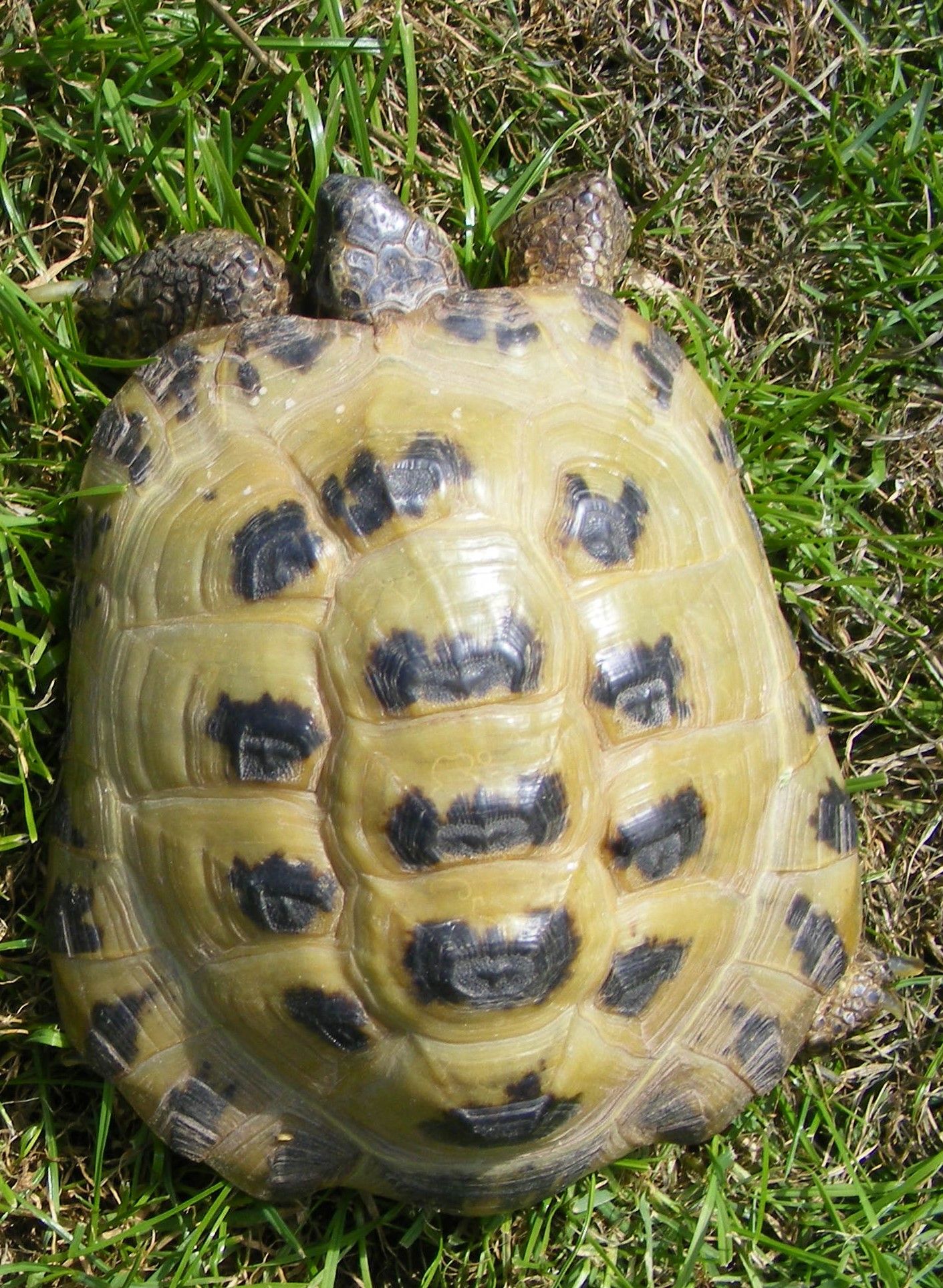 Tortoises Available For Rehoming - Tortoise Protection Group