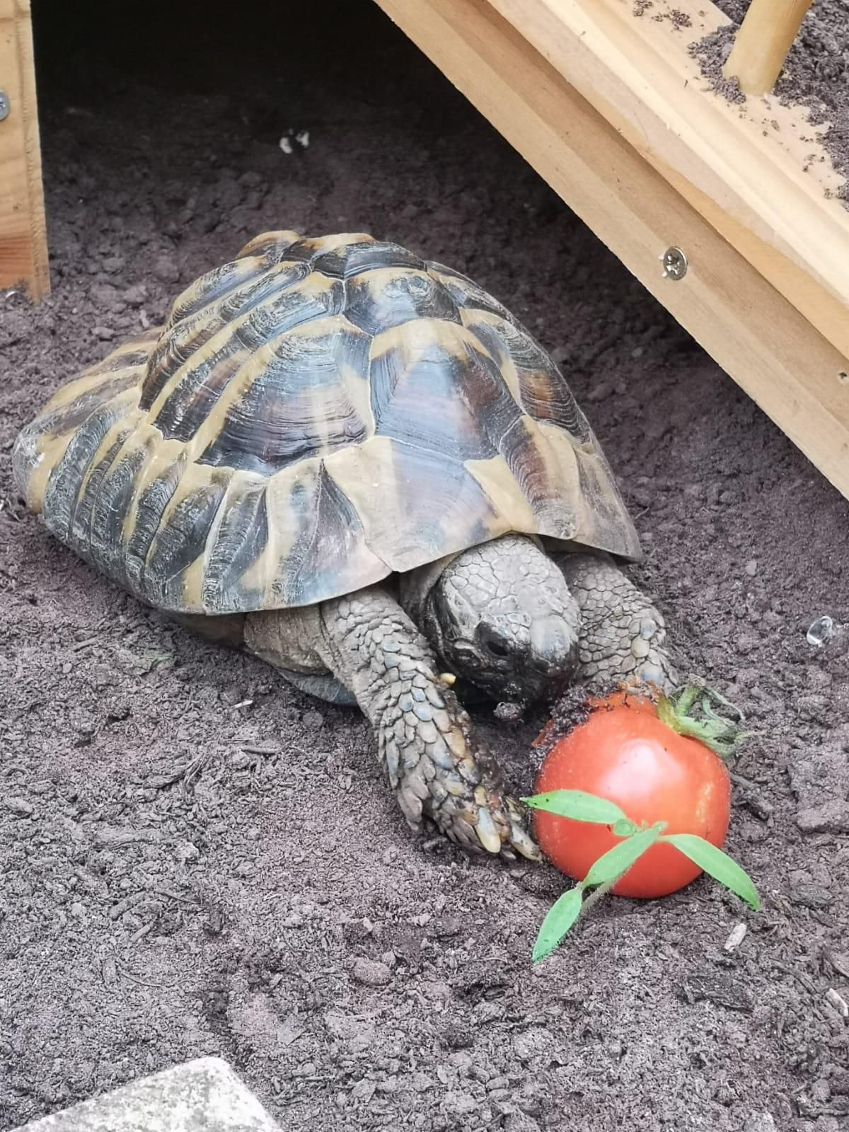 Tortoises Available For Rehoming - Tortoise Protection Group