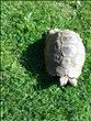 REHOMED!!!!Spur-Thighed Tortoise : Female - 26 Years old