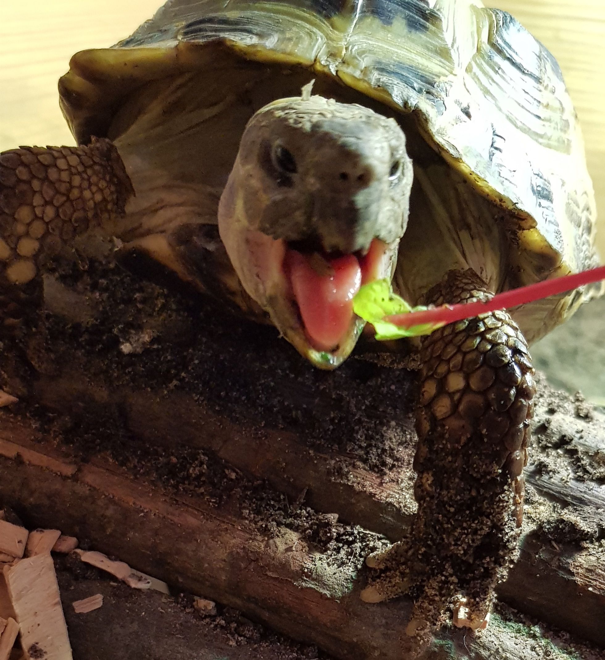 Tortoises Available For Rehoming - Tortoise Protection Group