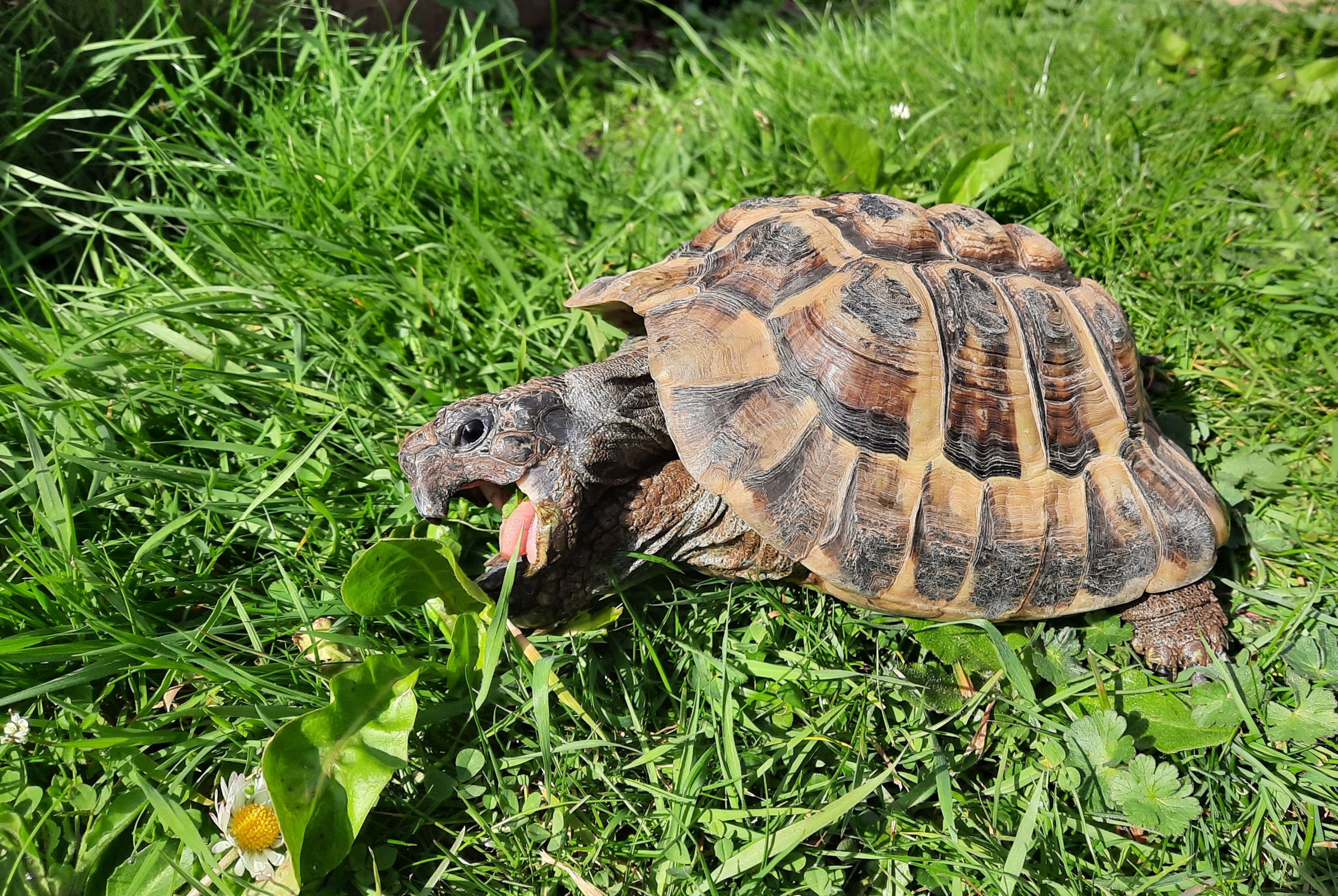 Tortoises Available For Rehoming - Tortoise Protection Group