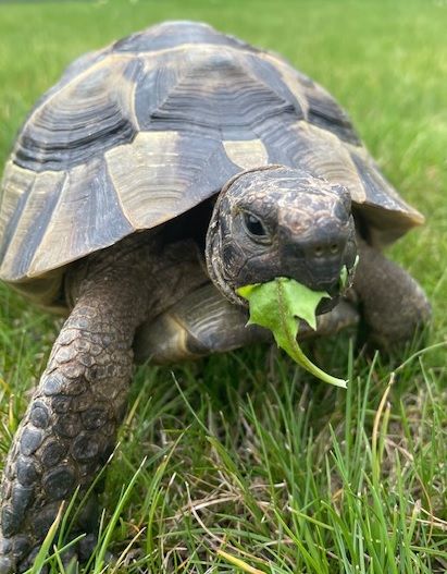 Tortoises Available For Rehoming - Tortoise Protection Group