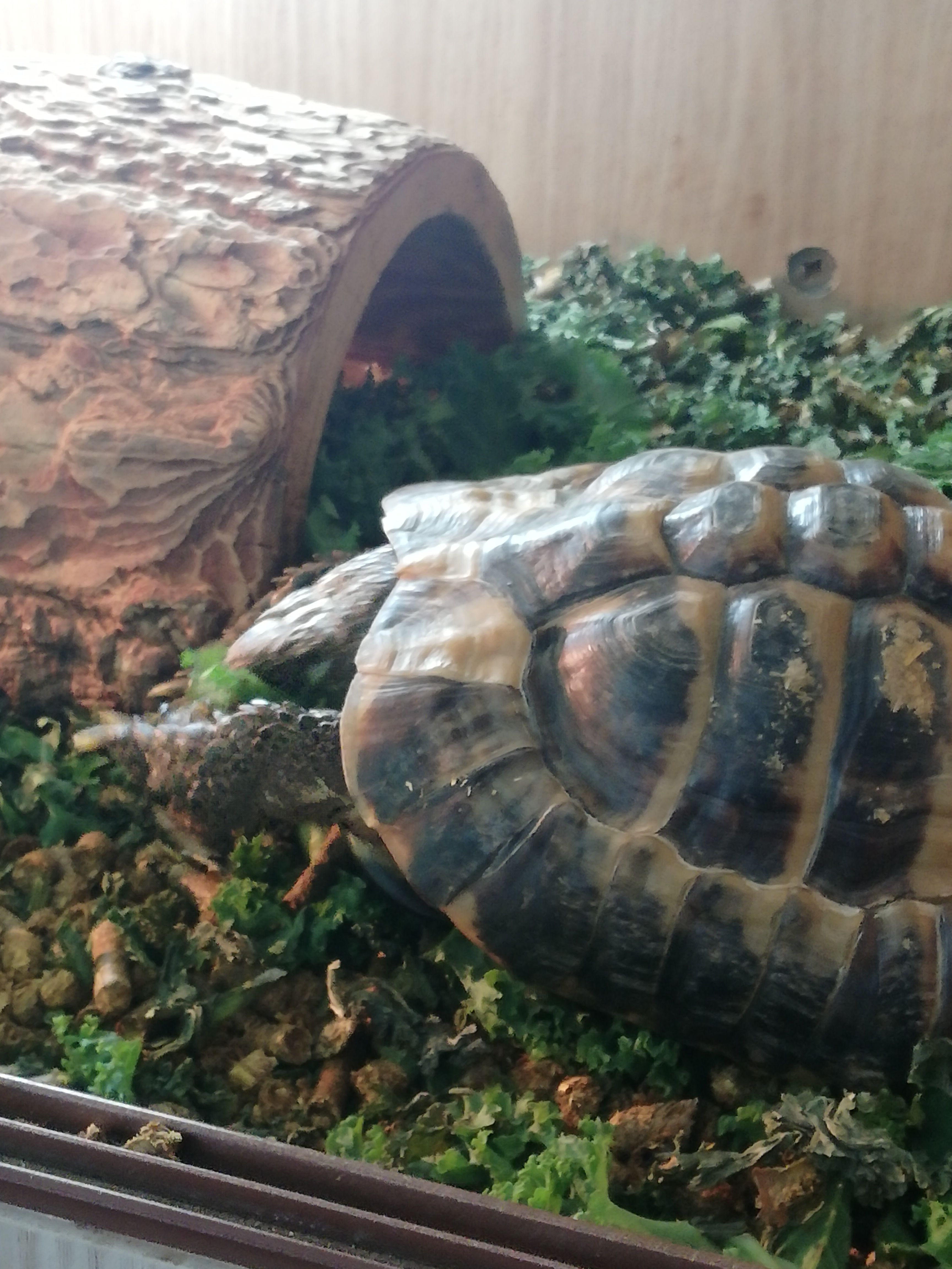 Tortoises Available For Rehoming - Tortoise Protection Group