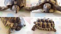 REHOMED!! - Spur-Thighed Tortoises (TG Ibera) : Male x 2 - Appx 12 & 5 Years Old (Woody & Bailey)