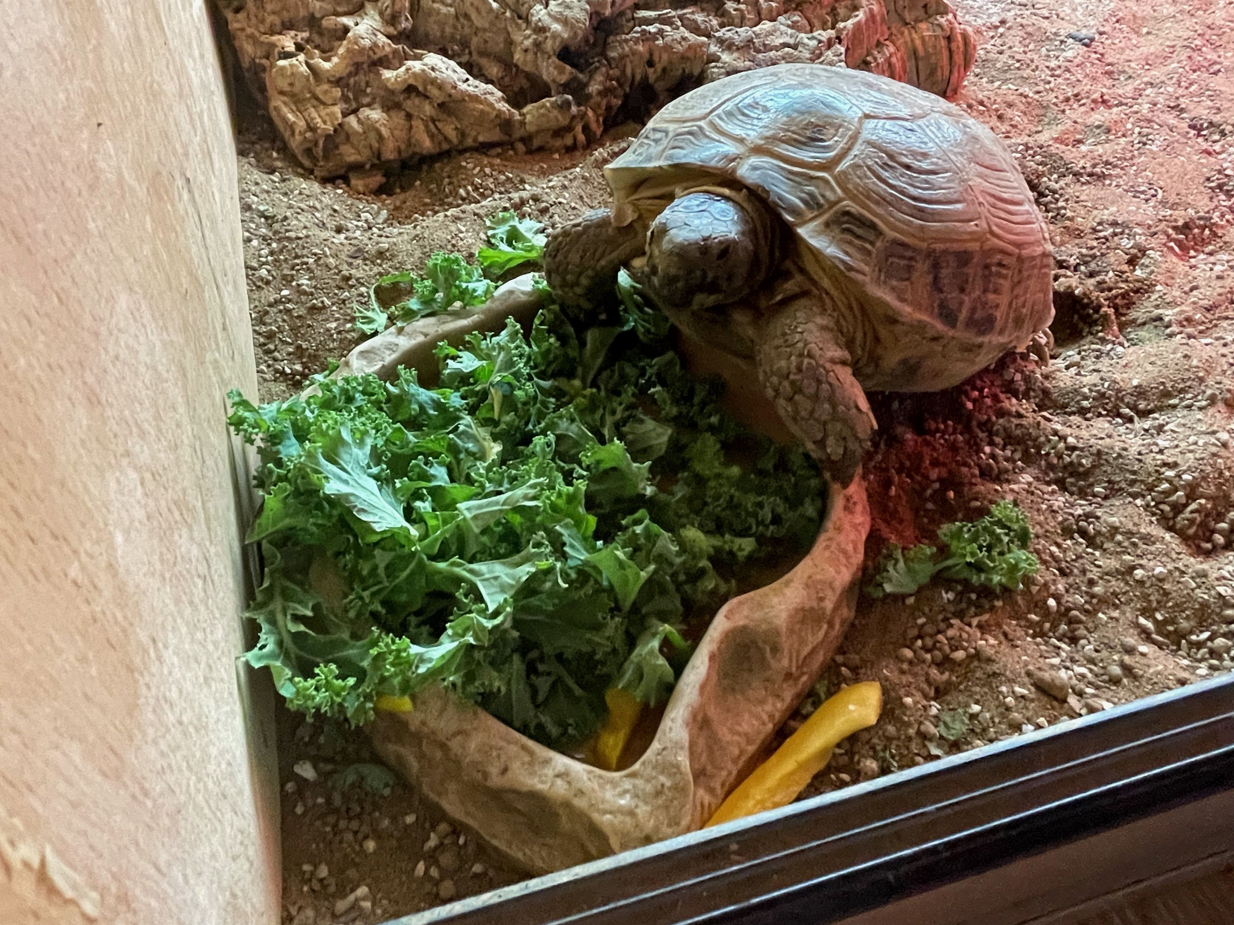 Tortoises Available For Rehoming - Tortoise Protection Group