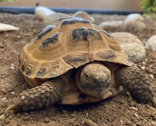 Tortoises Available For Rehoming - Tortoise Protection Group