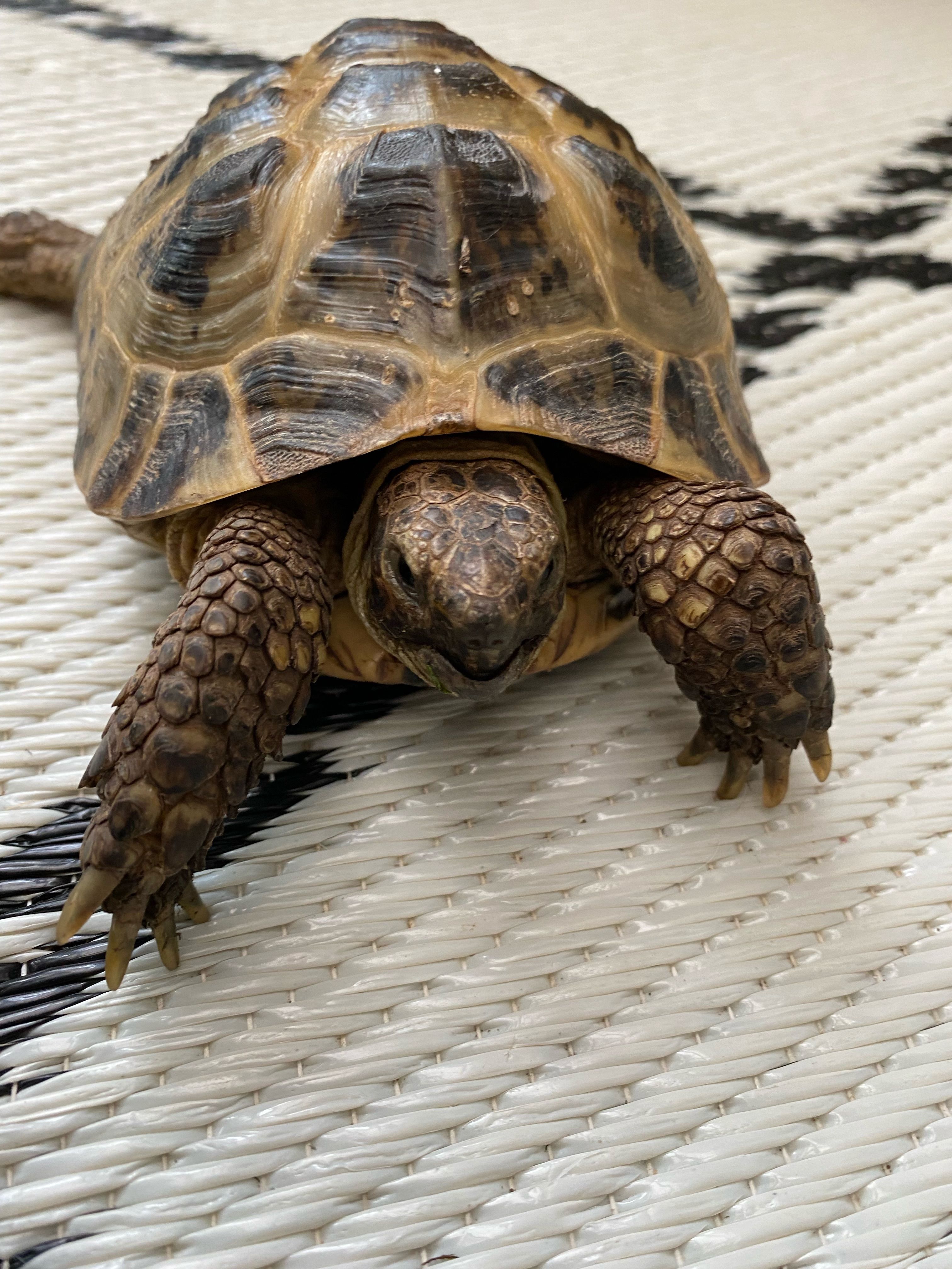 Tortoises Available For Rehoming - Tortoise Protection Group