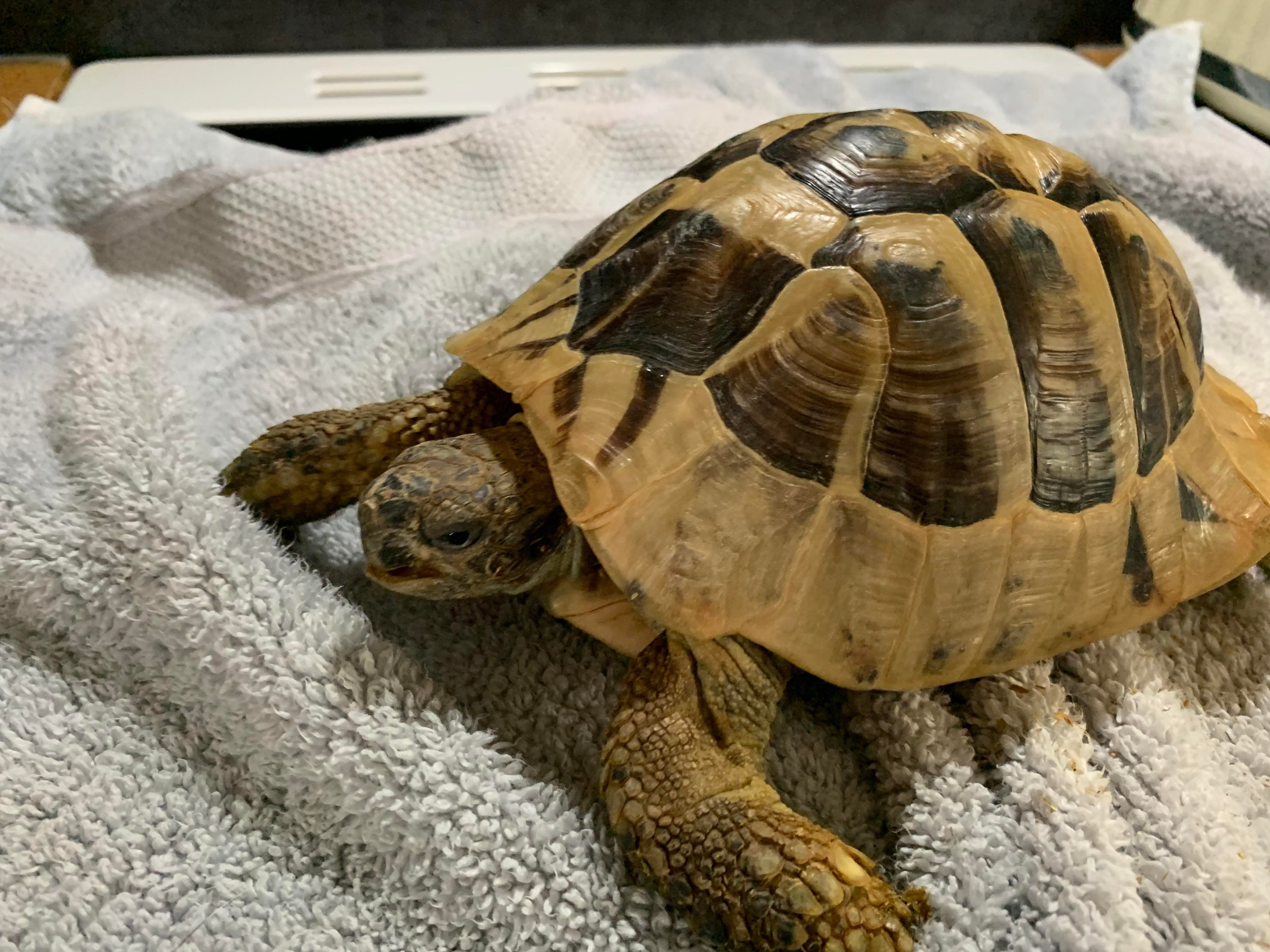 Tortoises Available For Rehoming - Tortoise Protection Group