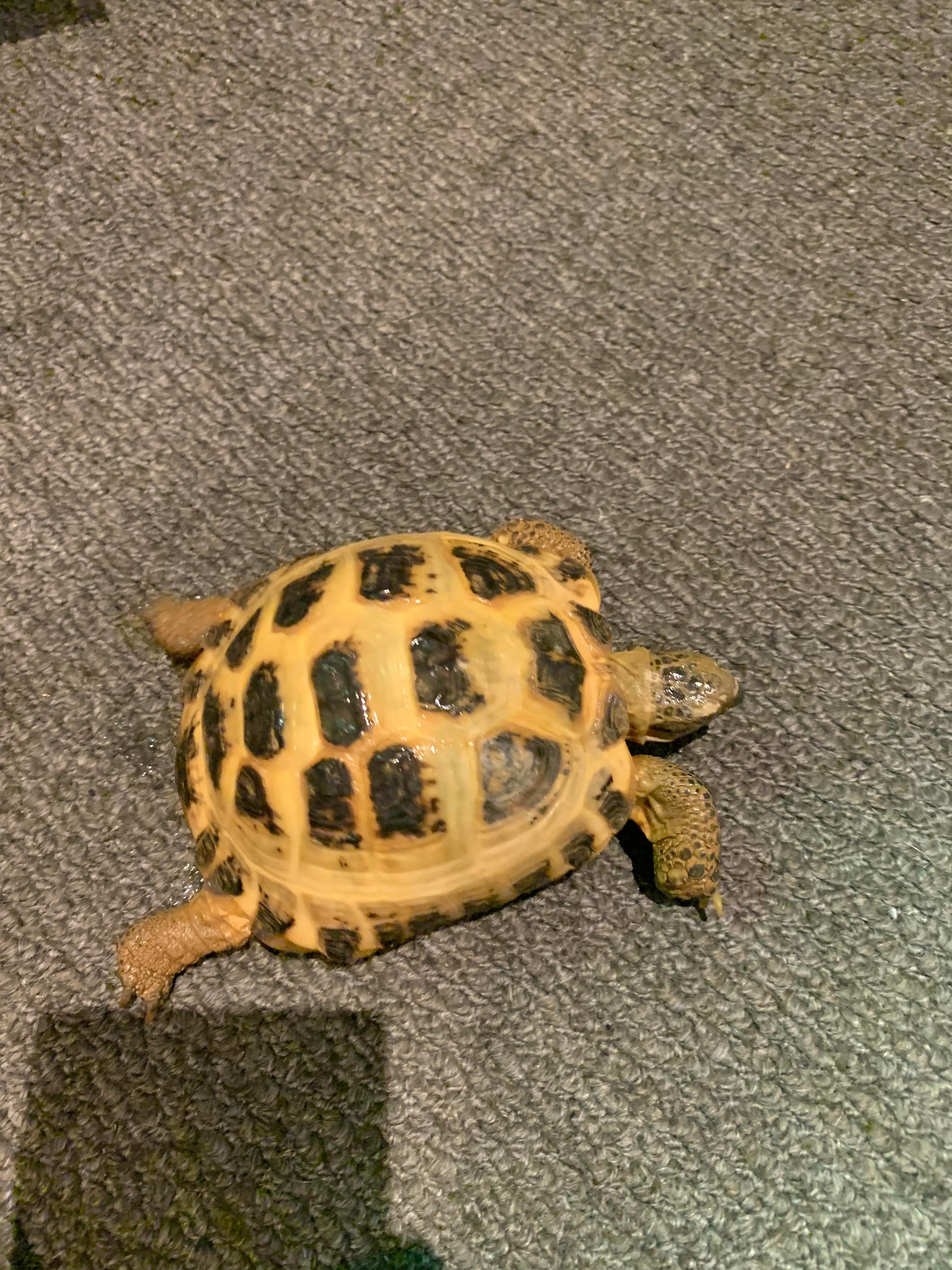 Tortoises Available For Rehoming - Tortoise Protection Group