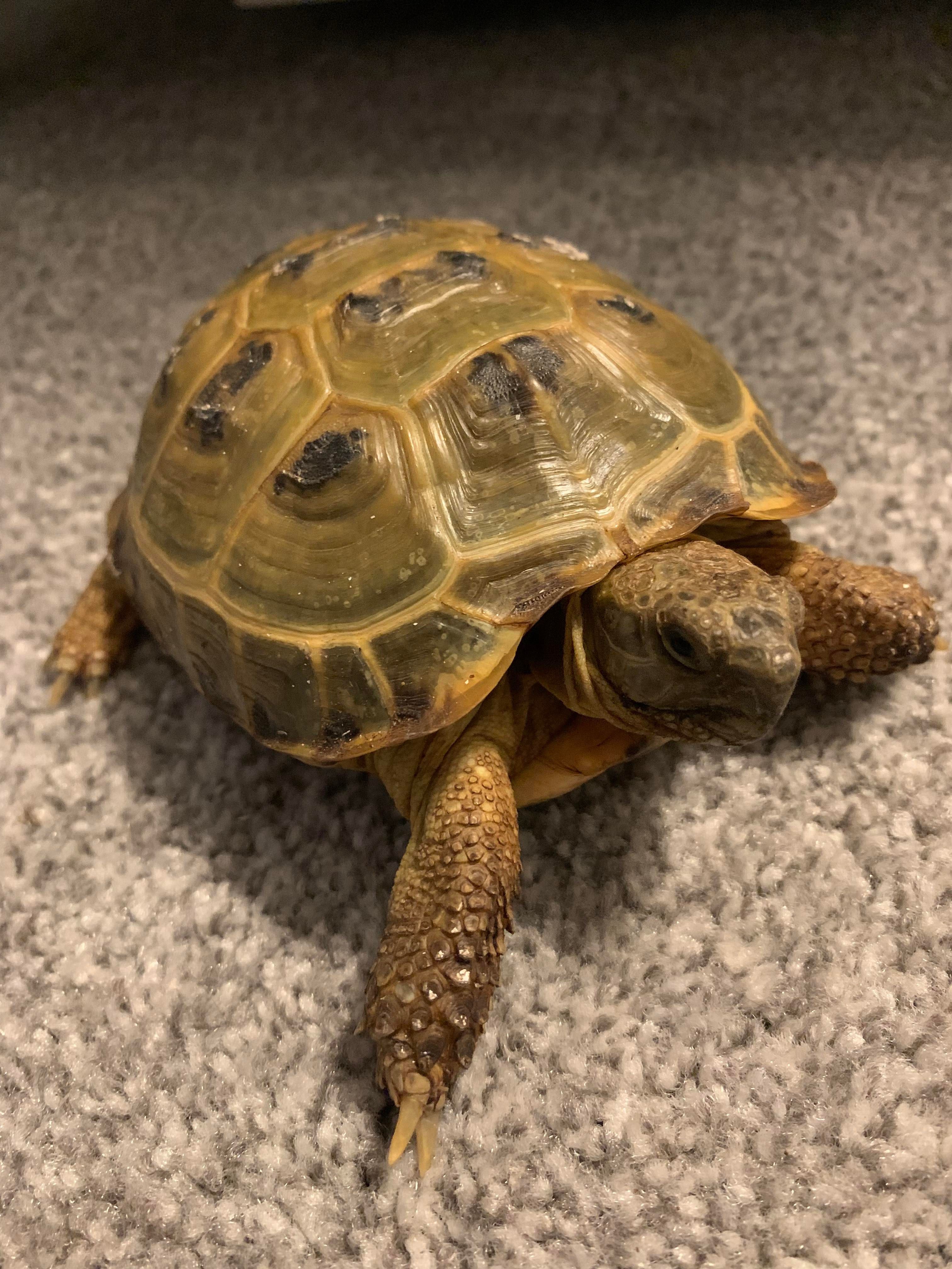 Tortoises Available For Rehoming - Tortoise Protection Group