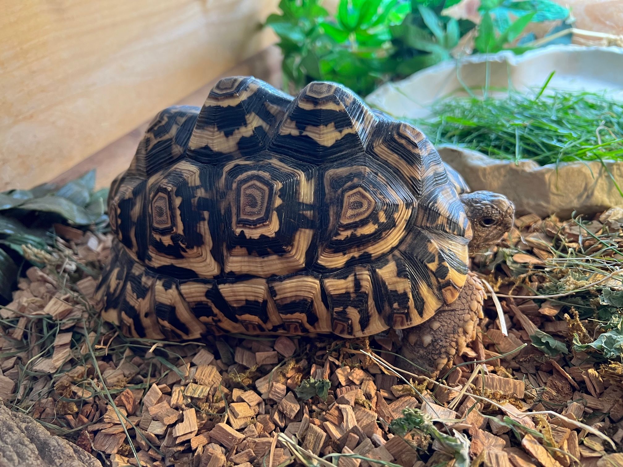 Tortoises Available For Rehoming - Tortoise Protection Group