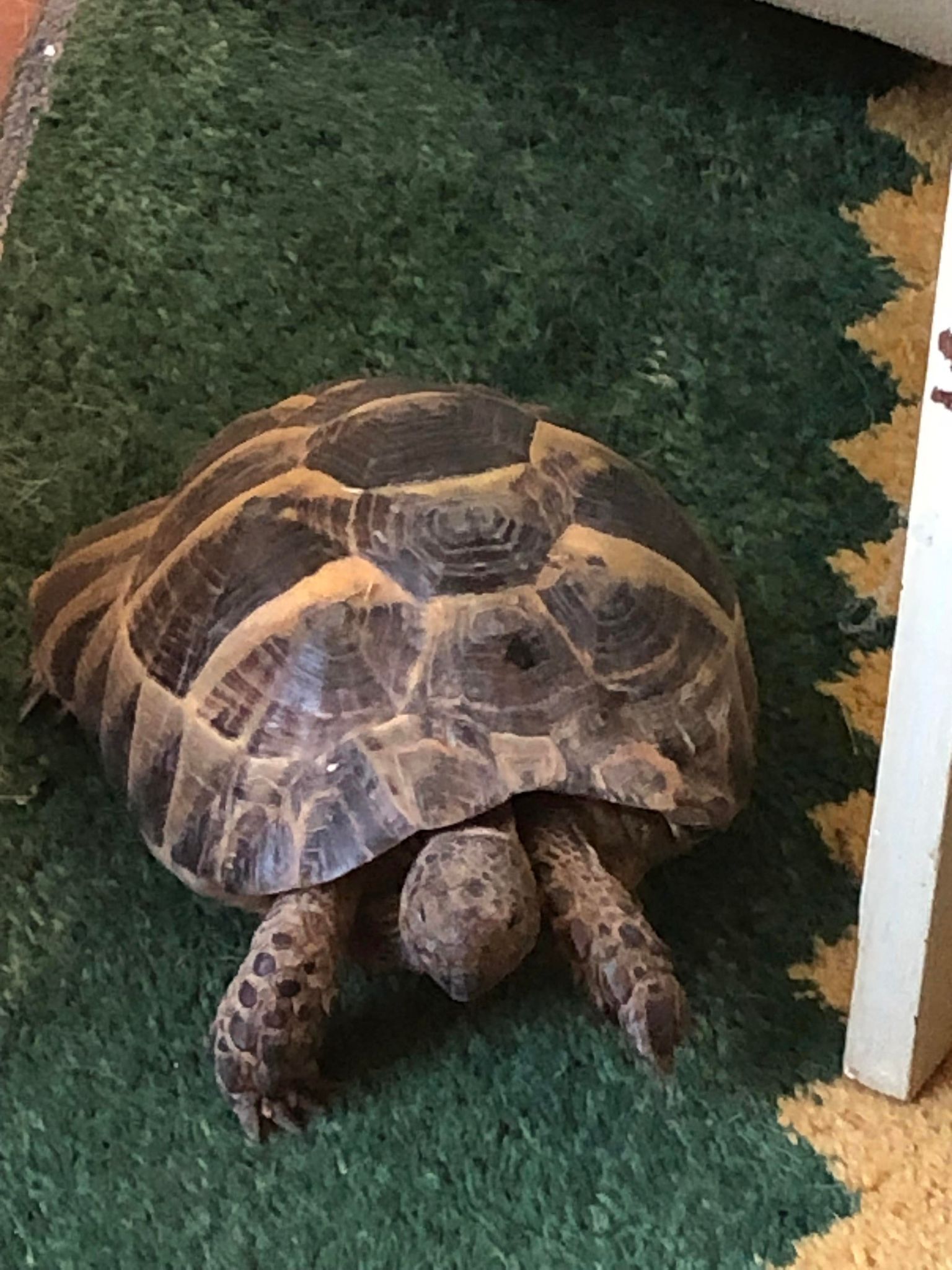 Tortoises Available For Rehoming - Tortoise Protection Group