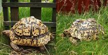 REHOMED!!! - Leopard Tortoises x 2 : Thought to be Male & Female - appx 10 & 12 years old (Val & Vern)