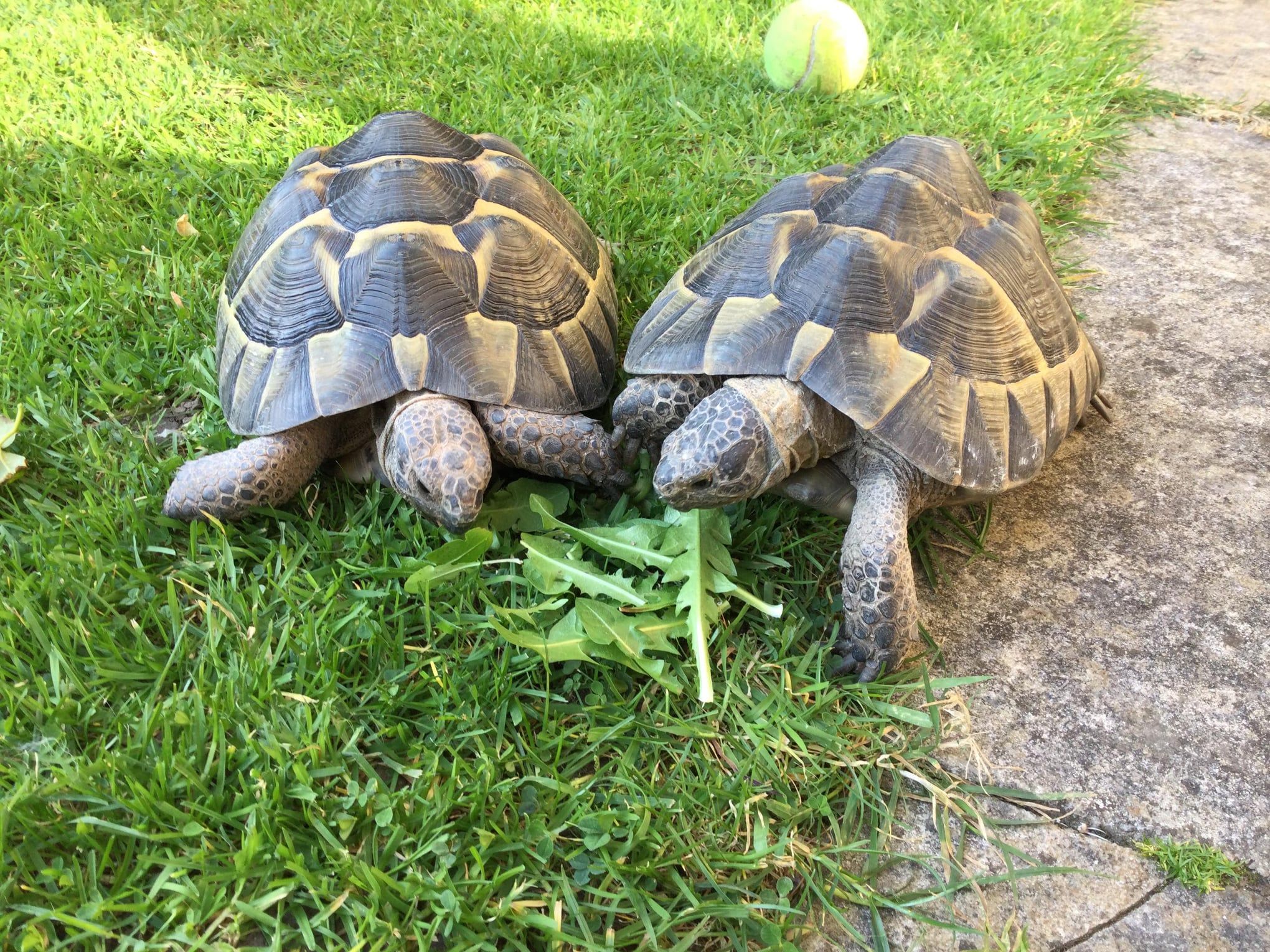 Tortoises Available For Rehoming - Tortoise Protection Group