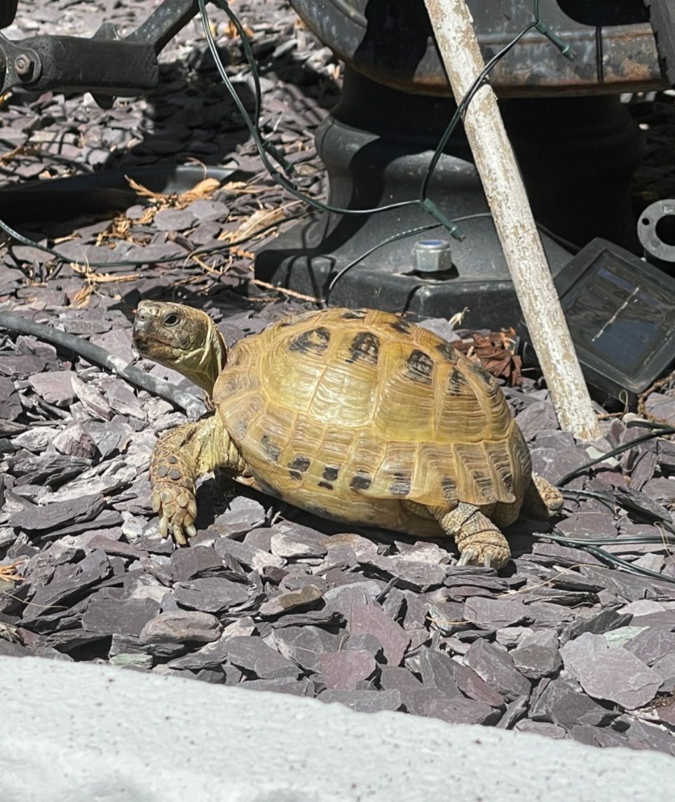 Tortoises Available For Rehoming - Tortoise Protection Group