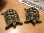 REHOMED!!!! Hermanns x 2 : Both probable Females - appx 6-7 years old (Bella & Edward)