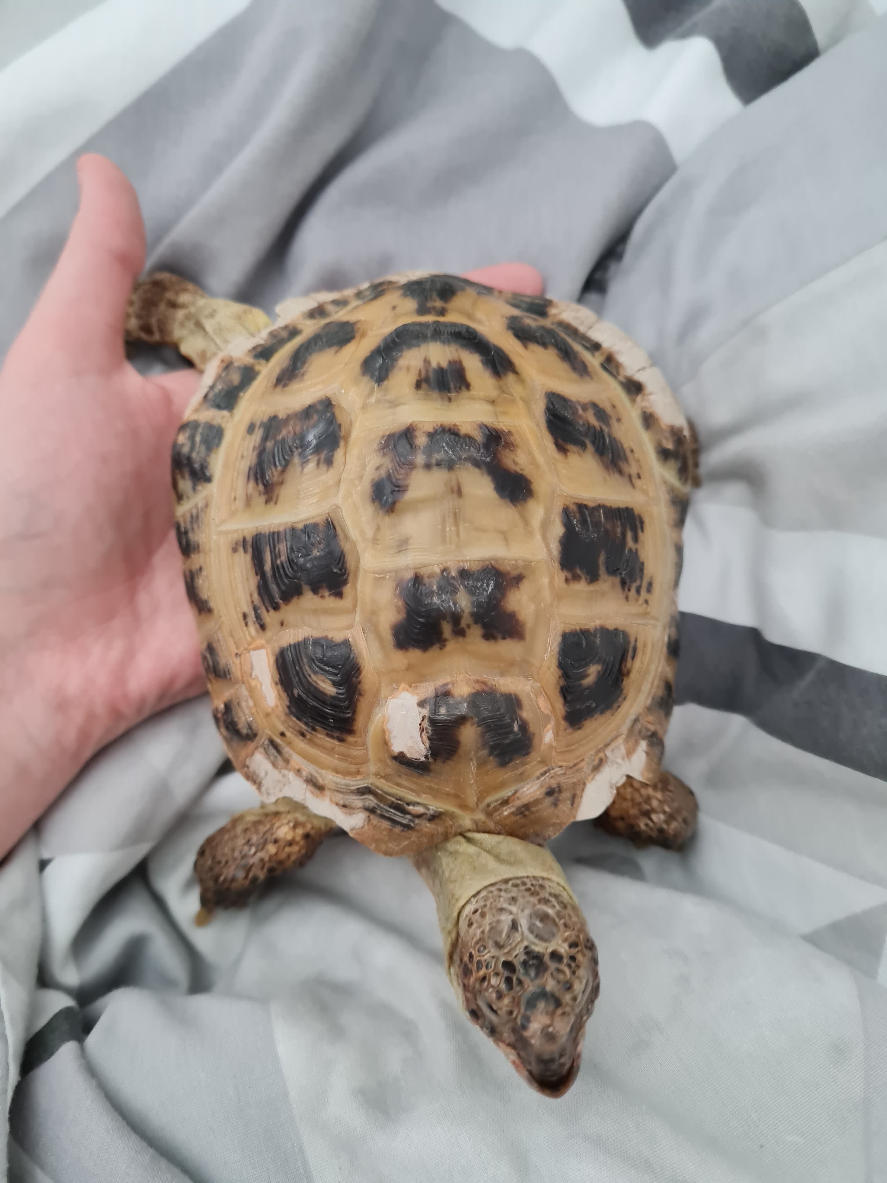 Tortoises Available For Rehoming - Tortoise Protection Group