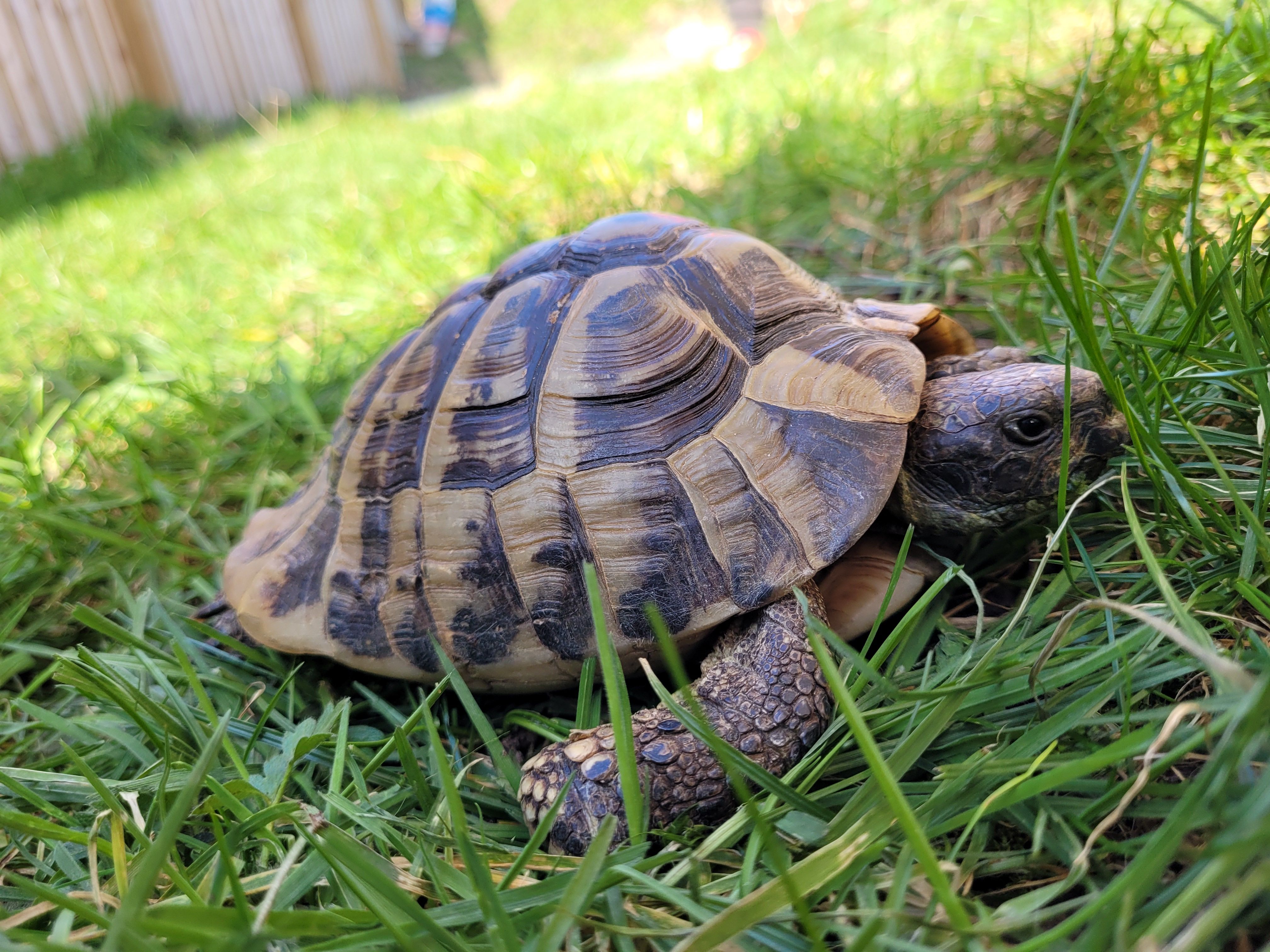 Tortoises Available For Rehoming - Tortoise Protection Group