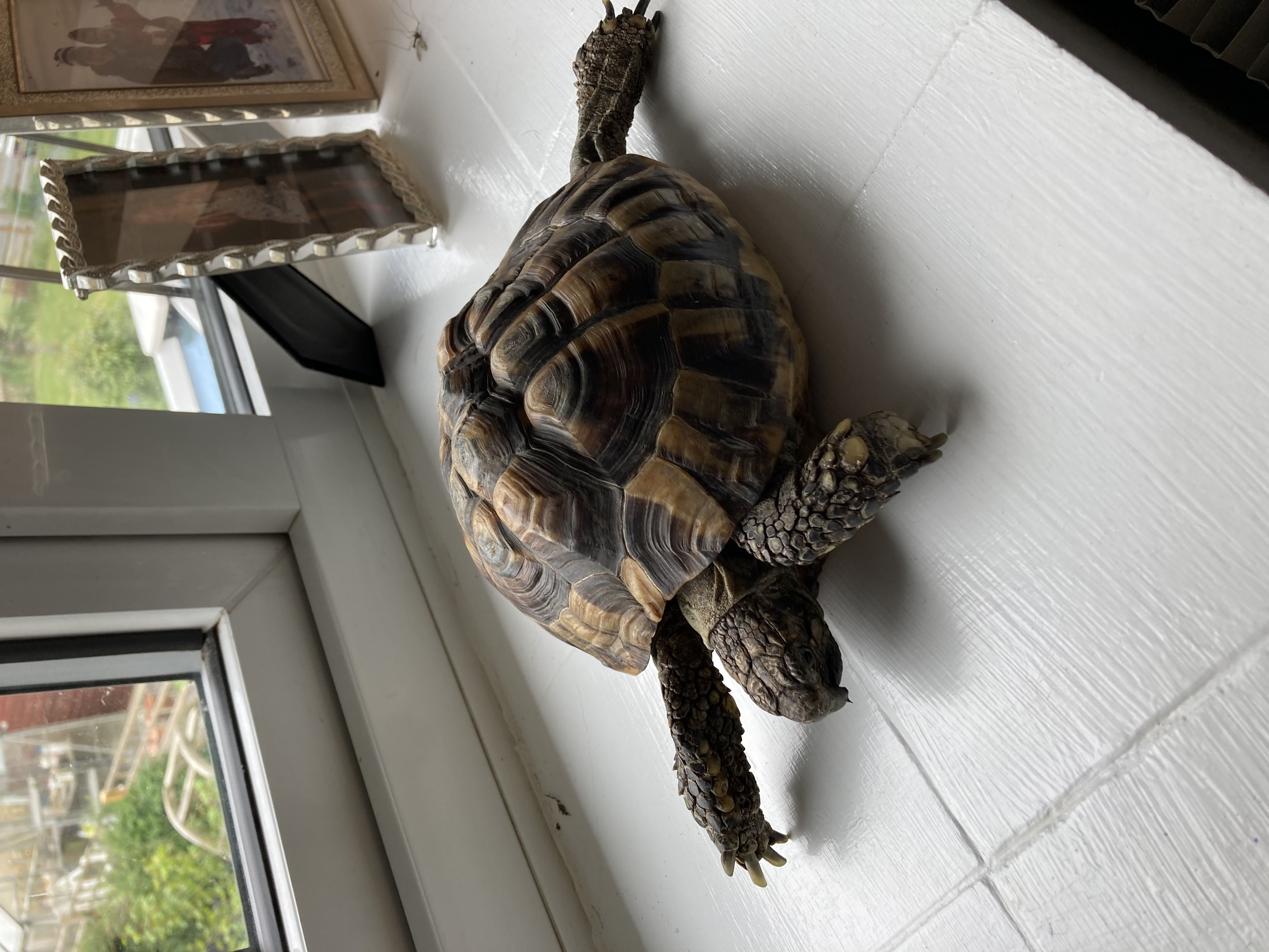 Tortoises Available For Rehoming - Tortoise Protection Group