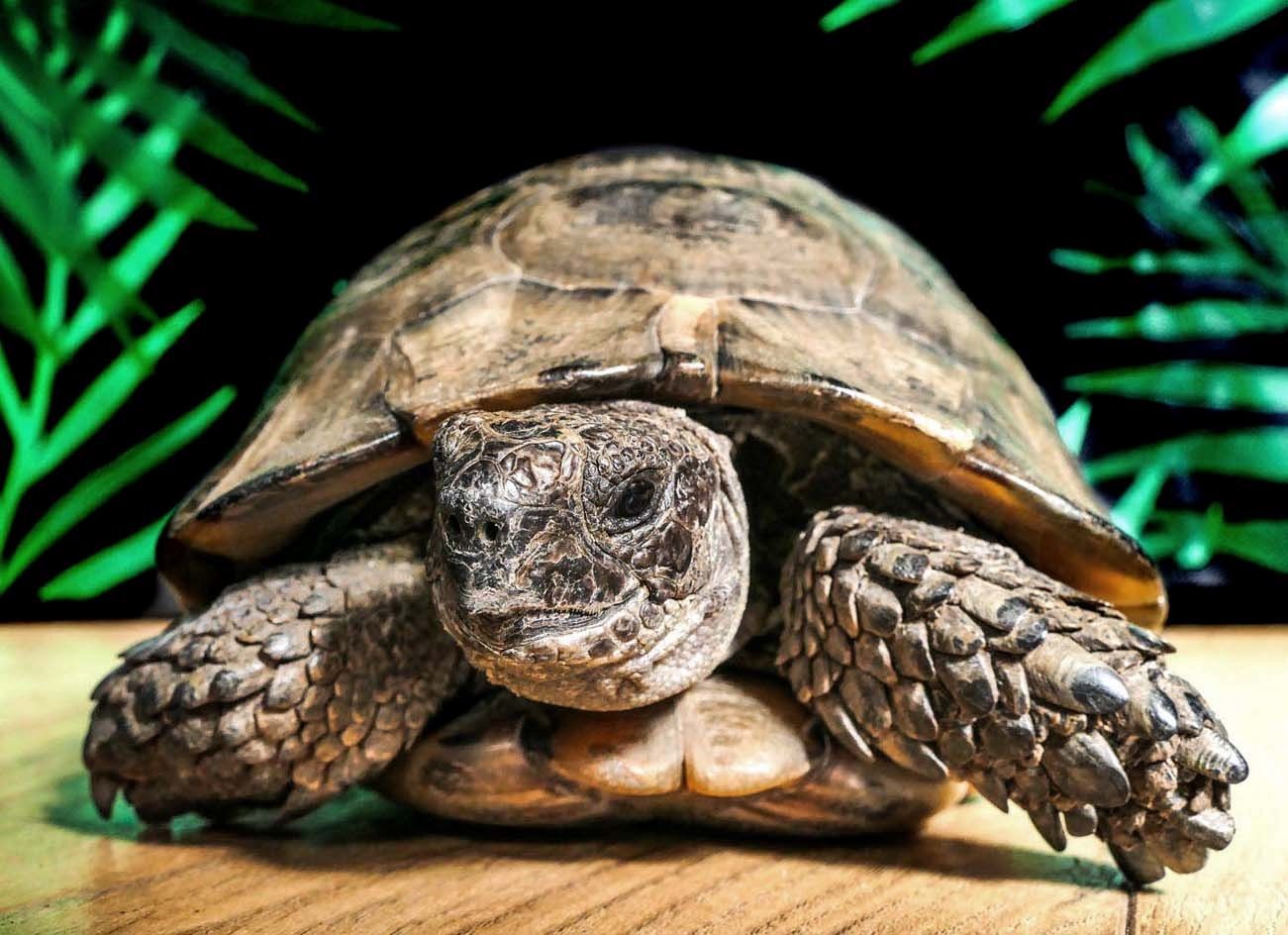 Tortoises Available For Rehoming - Tortoise Protection Group