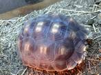 REHOMED..Sulcata : U/K sex - appx 2 years old (Clark)