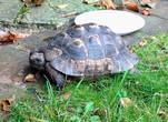 REHOMED!!!! - Spur-Thighed Tortoise (TG Ibera) : Male - Appx 25 Years Old (Clive)