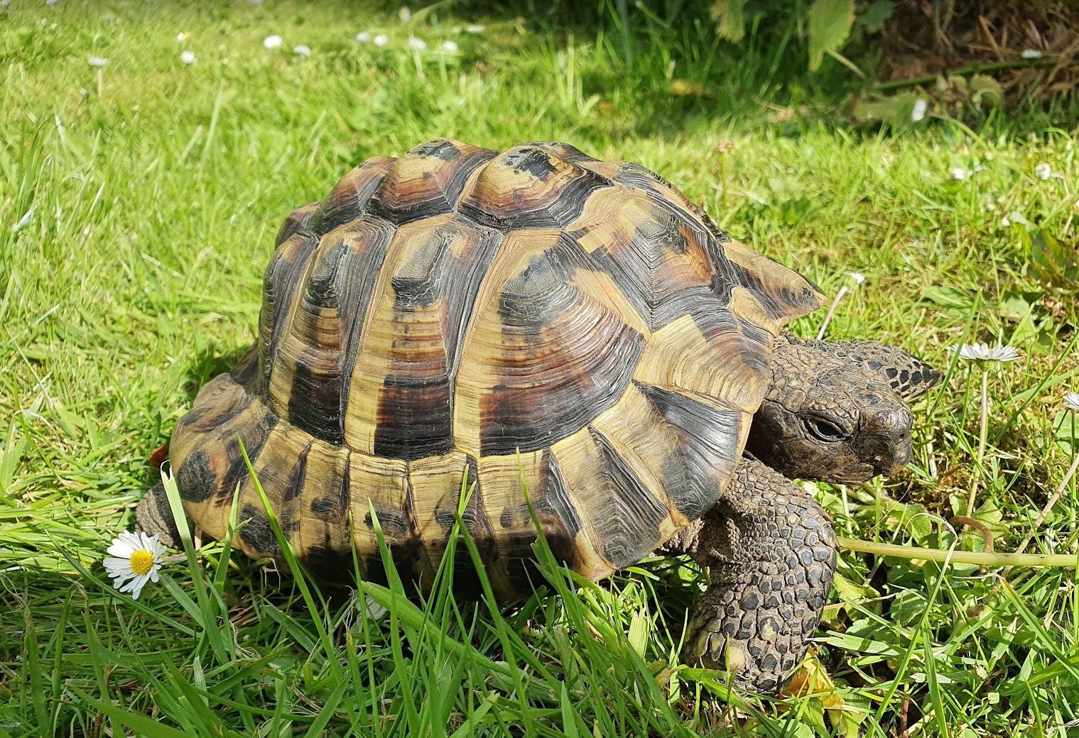 Tortoises Available For Rehoming - Tortoise Protection Group