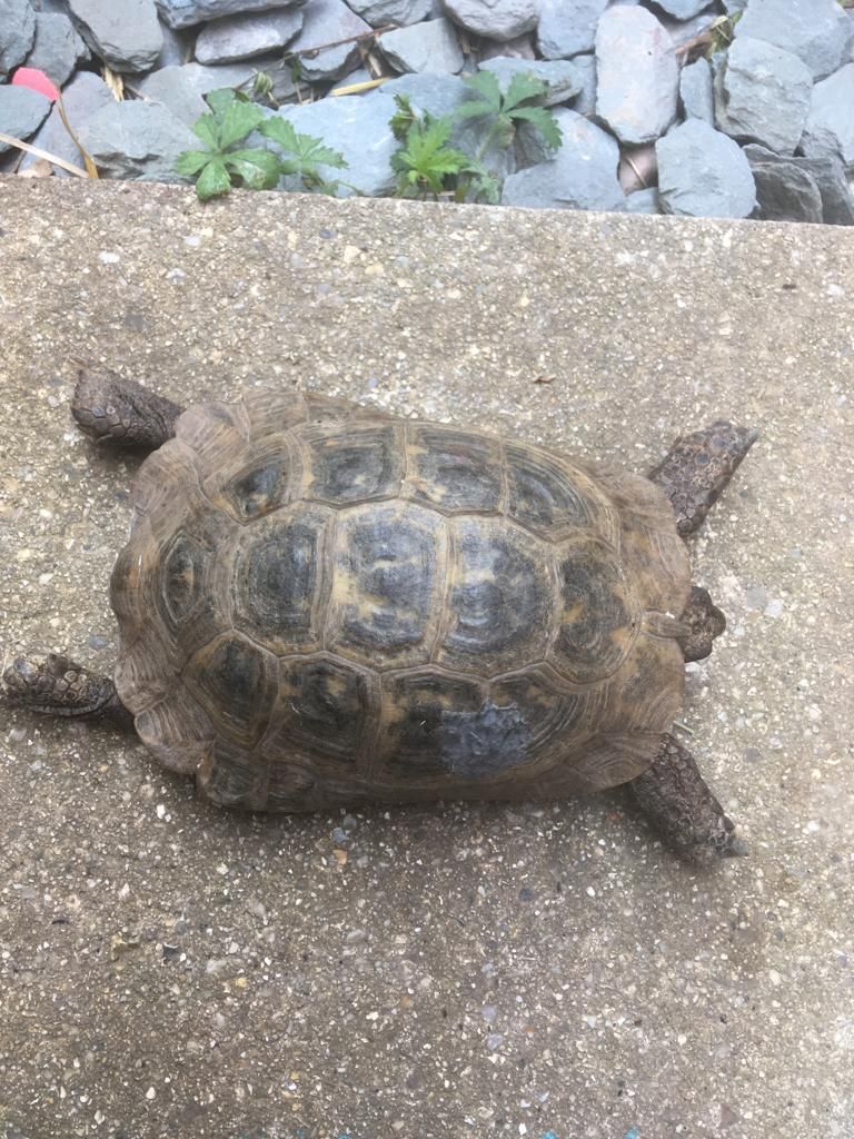 Tortoises Available For Rehoming - Tortoise Protection Group