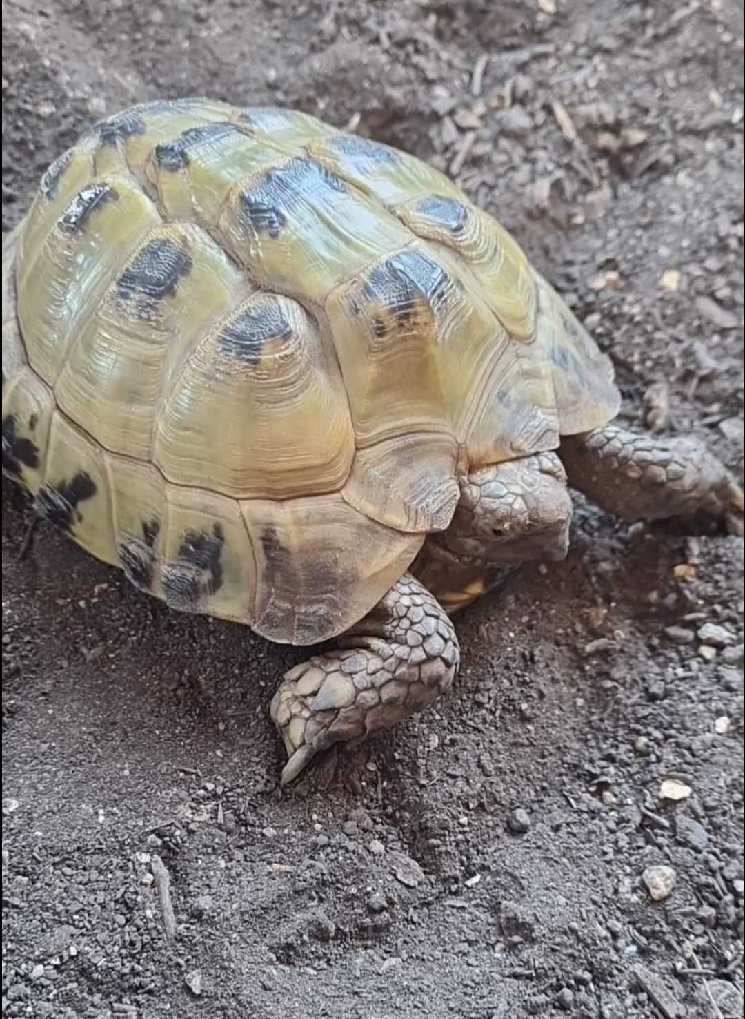 Tortoises Available For Rehoming - Tortoise Protection Group