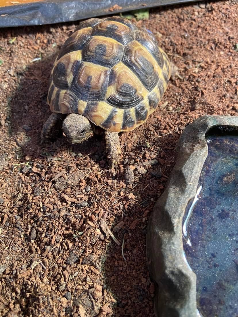 Tortoises Available For Rehoming - Tortoise Protection Group