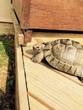 REHOMED!!! - Spur-Thighed Tortoise: Male - Appx 12 yrs old (Lemon)