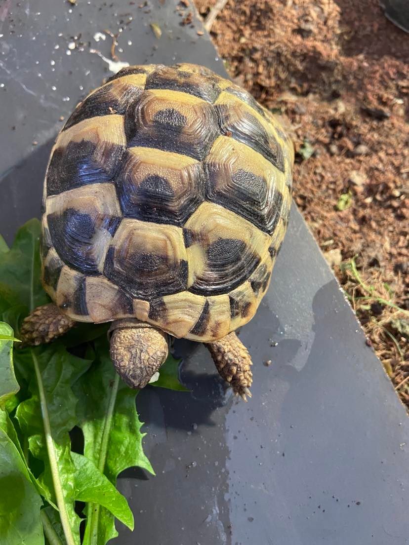 Tortoises Available For Rehoming - Tortoise Protection Group