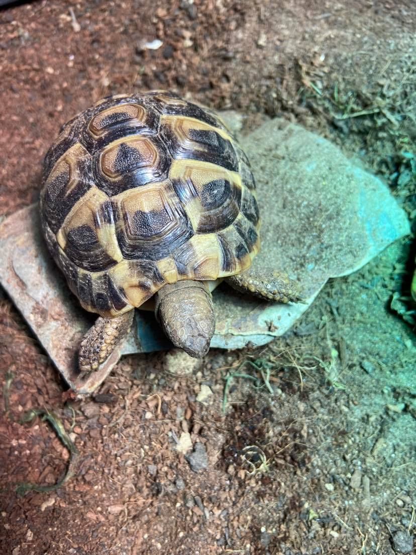 Tortoises Available For Rehoming - Tortoise Protection Group