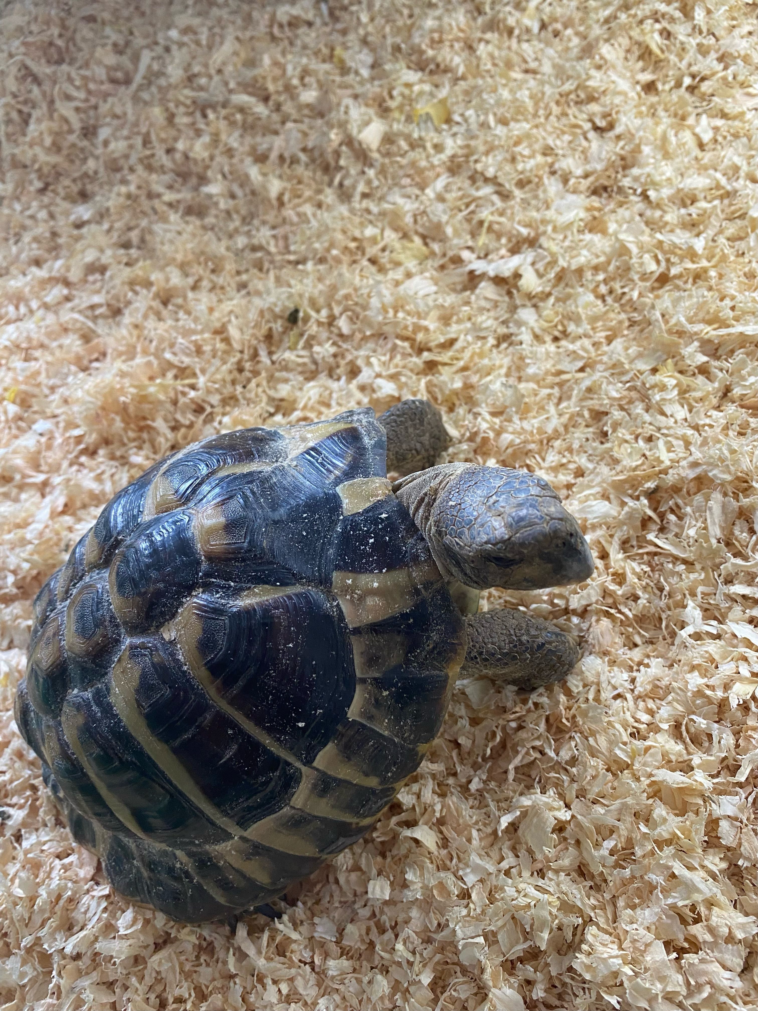 Tortoises Available For Rehoming - Tortoise Protection Group