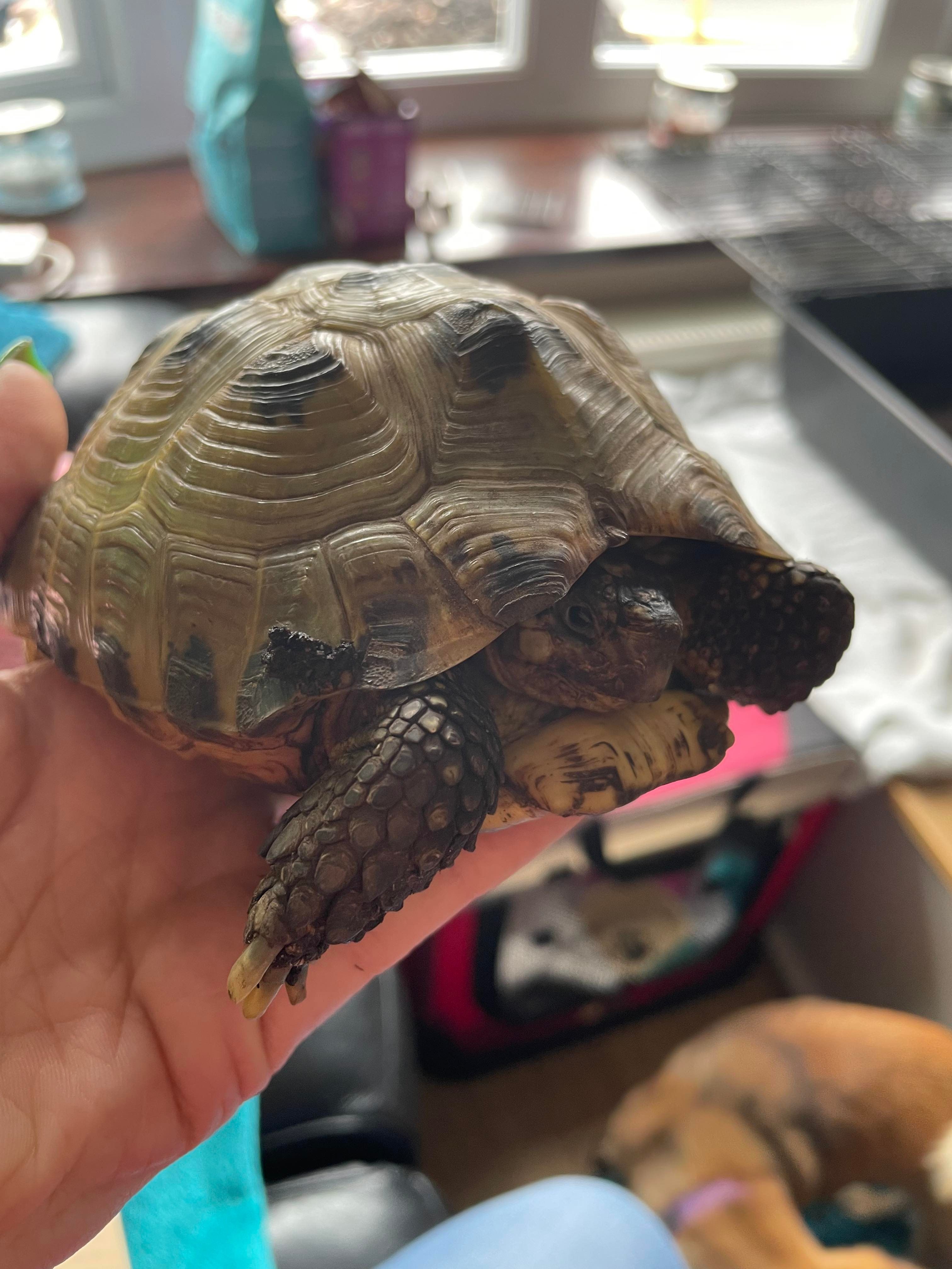 Tortoises Available For Rehoming - Tortoise Protection Group