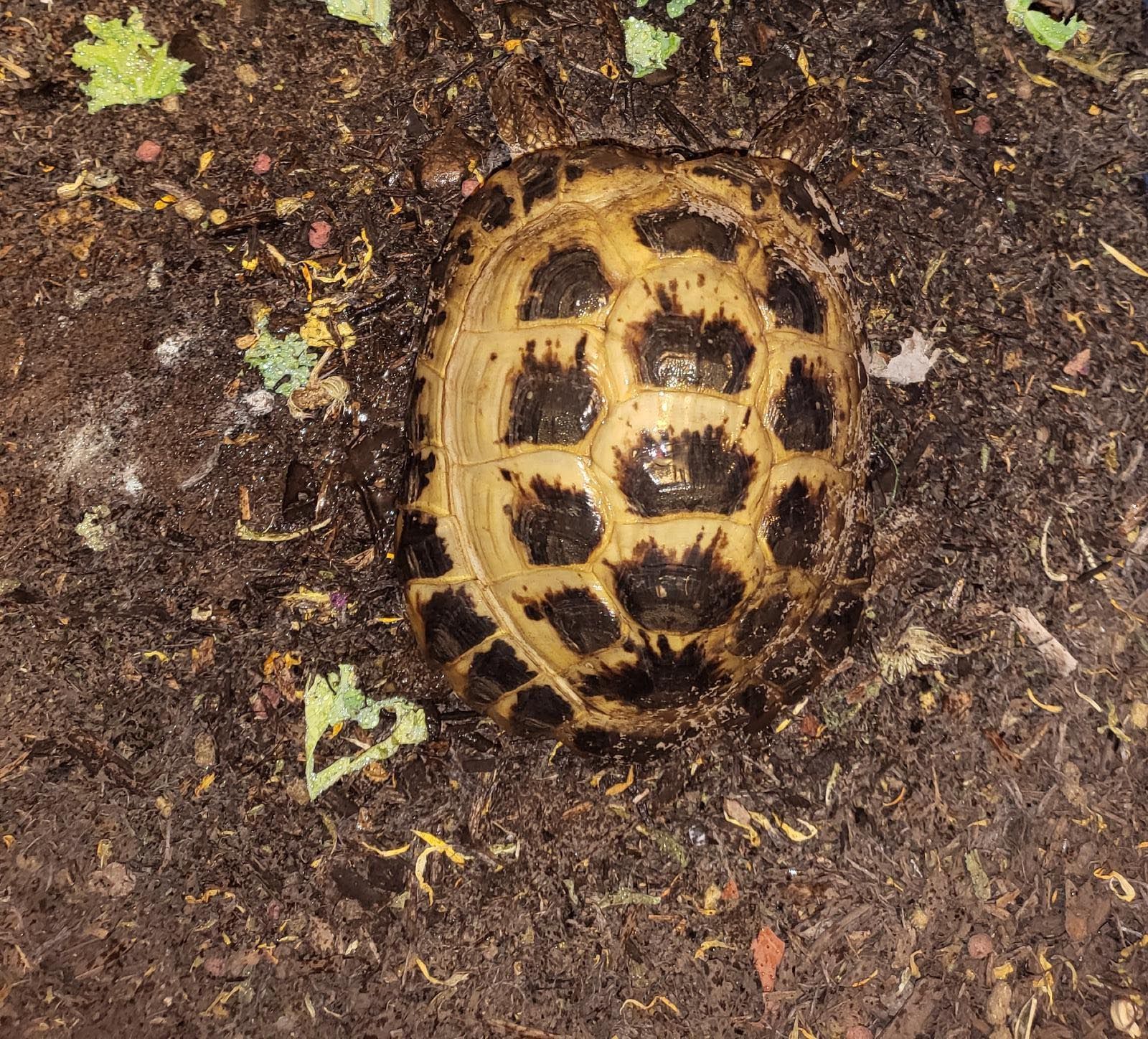 Tortoises Available For Rehoming - Tortoise Protection Group