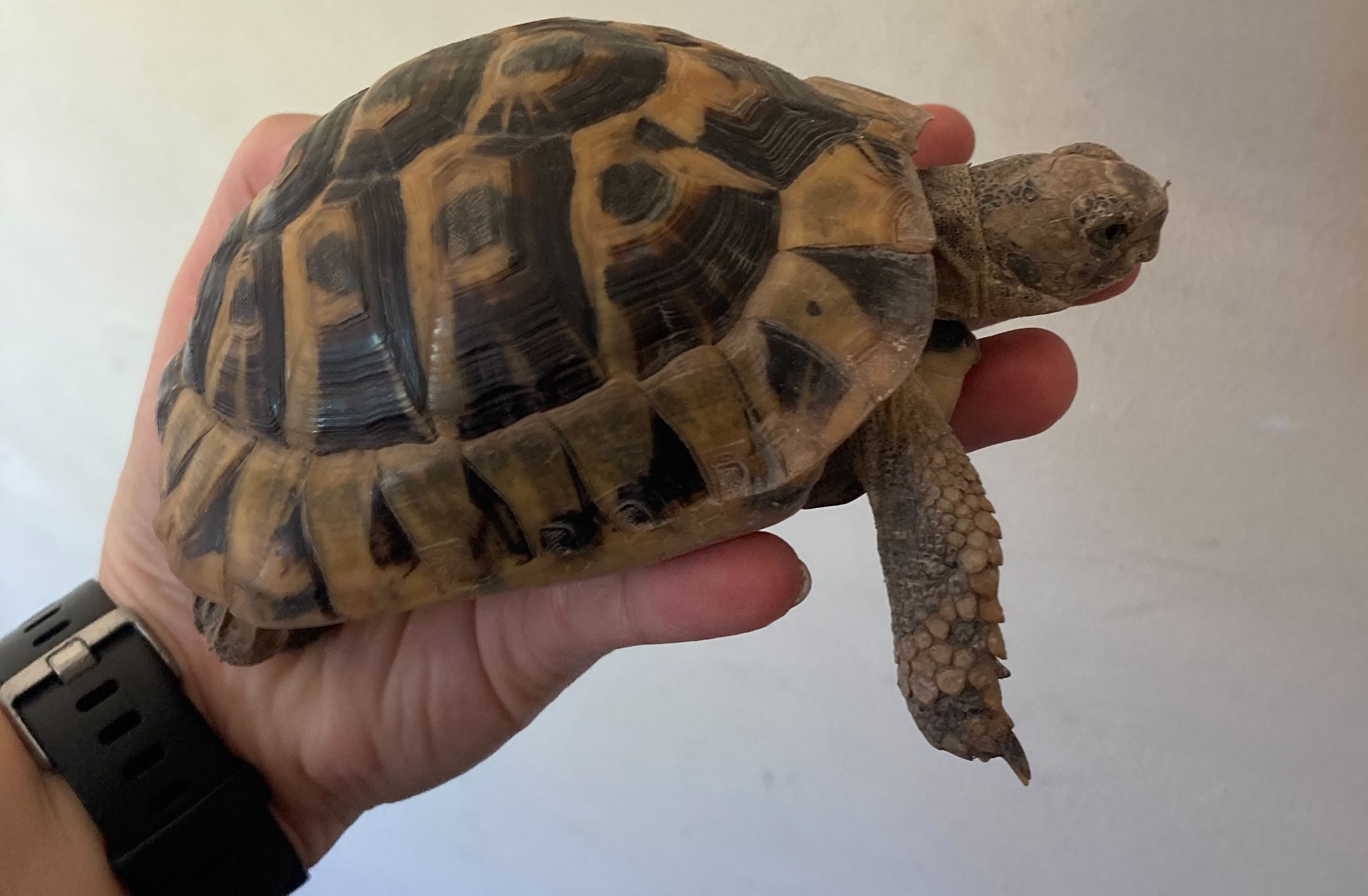 Tortoises Available For Rehoming - Tortoise Protection Group