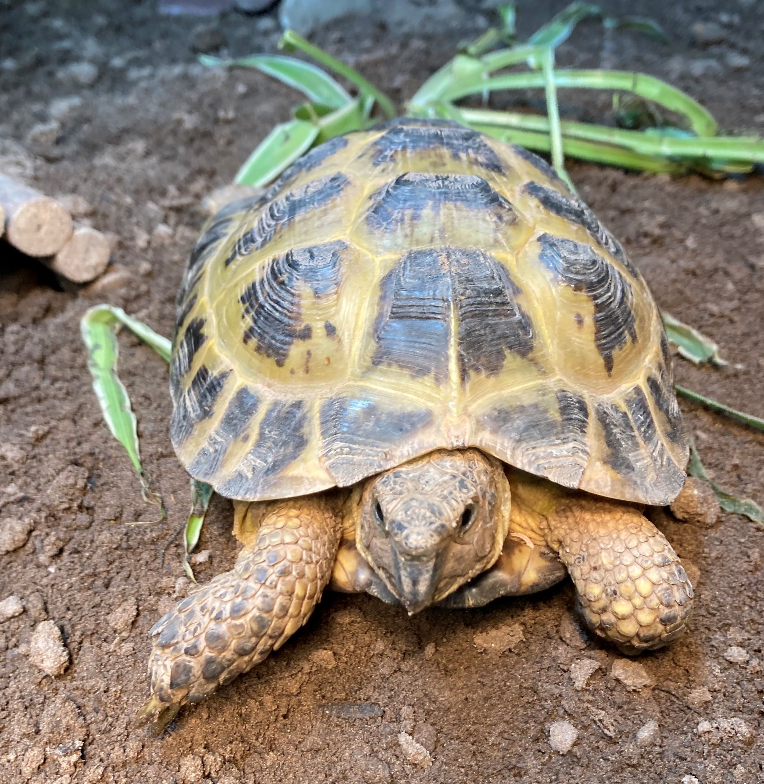 Tortoises Available For Rehoming - Tortoise Protection Group