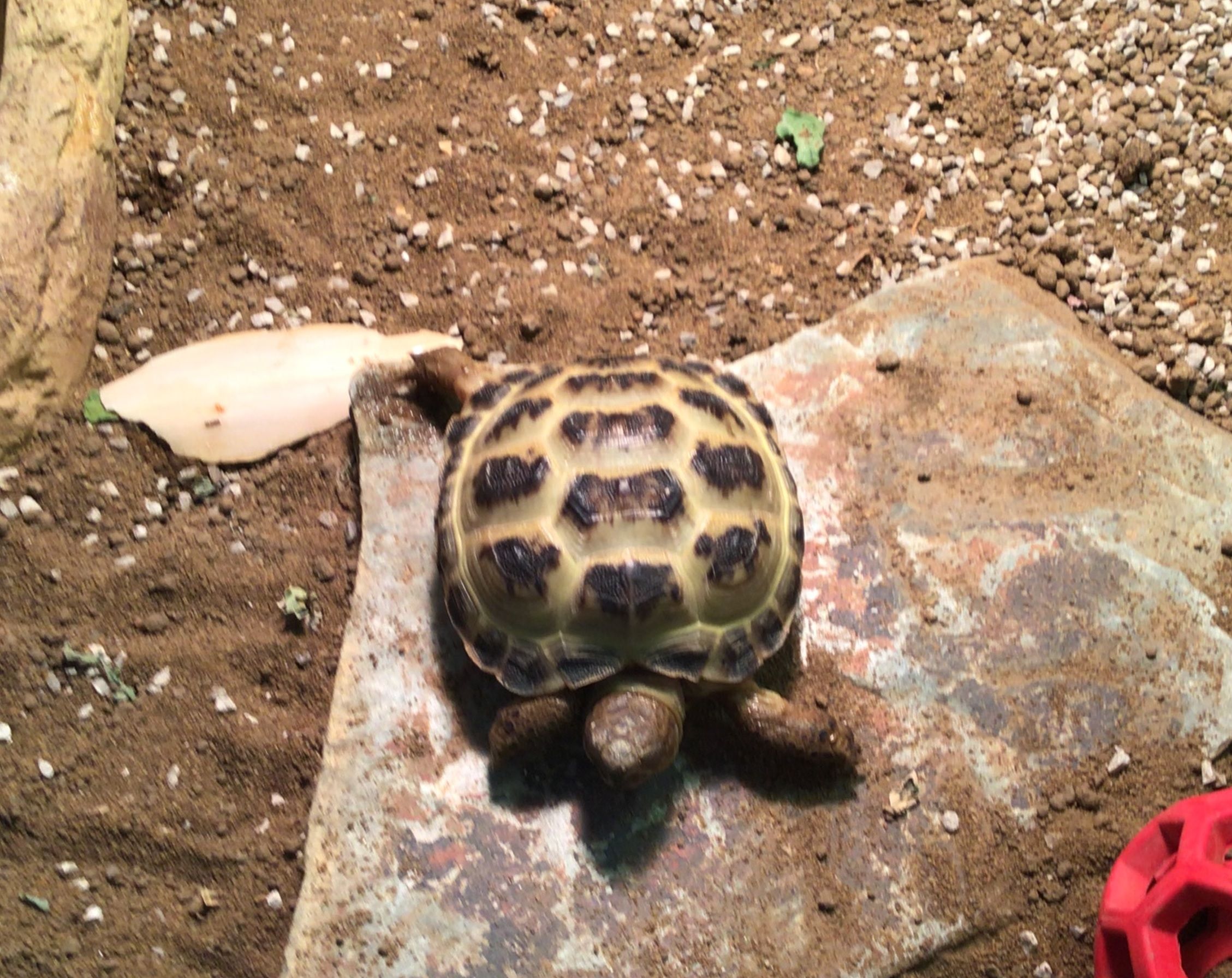 Tortoises Available For Rehoming - Tortoise Protection Group