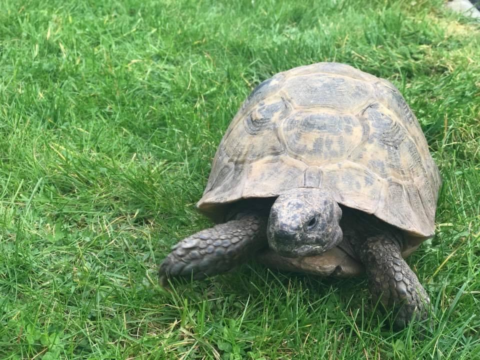 Tortoises Available For Rehoming - Tortoise Protection Group