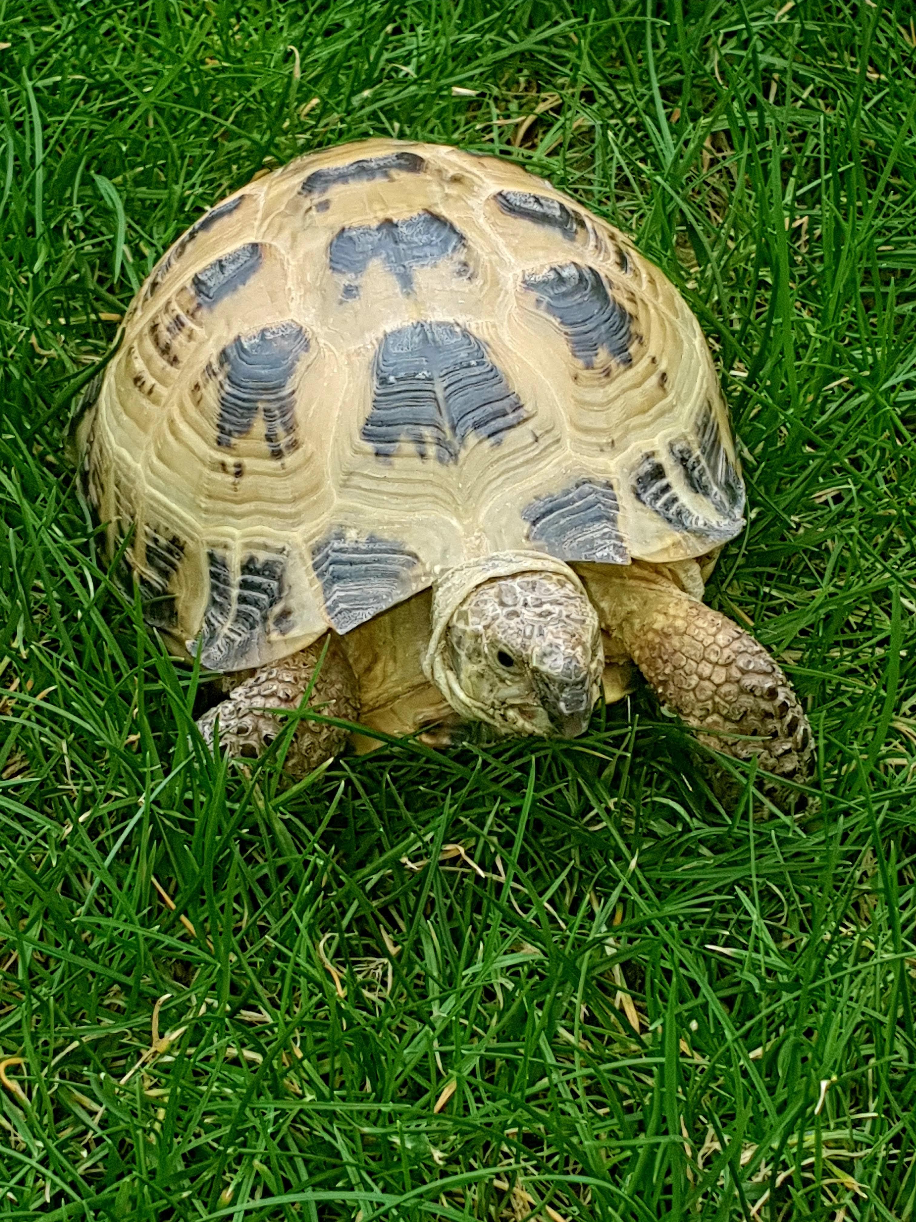 Tortoises Available For Rehoming - Tortoise Protection Group