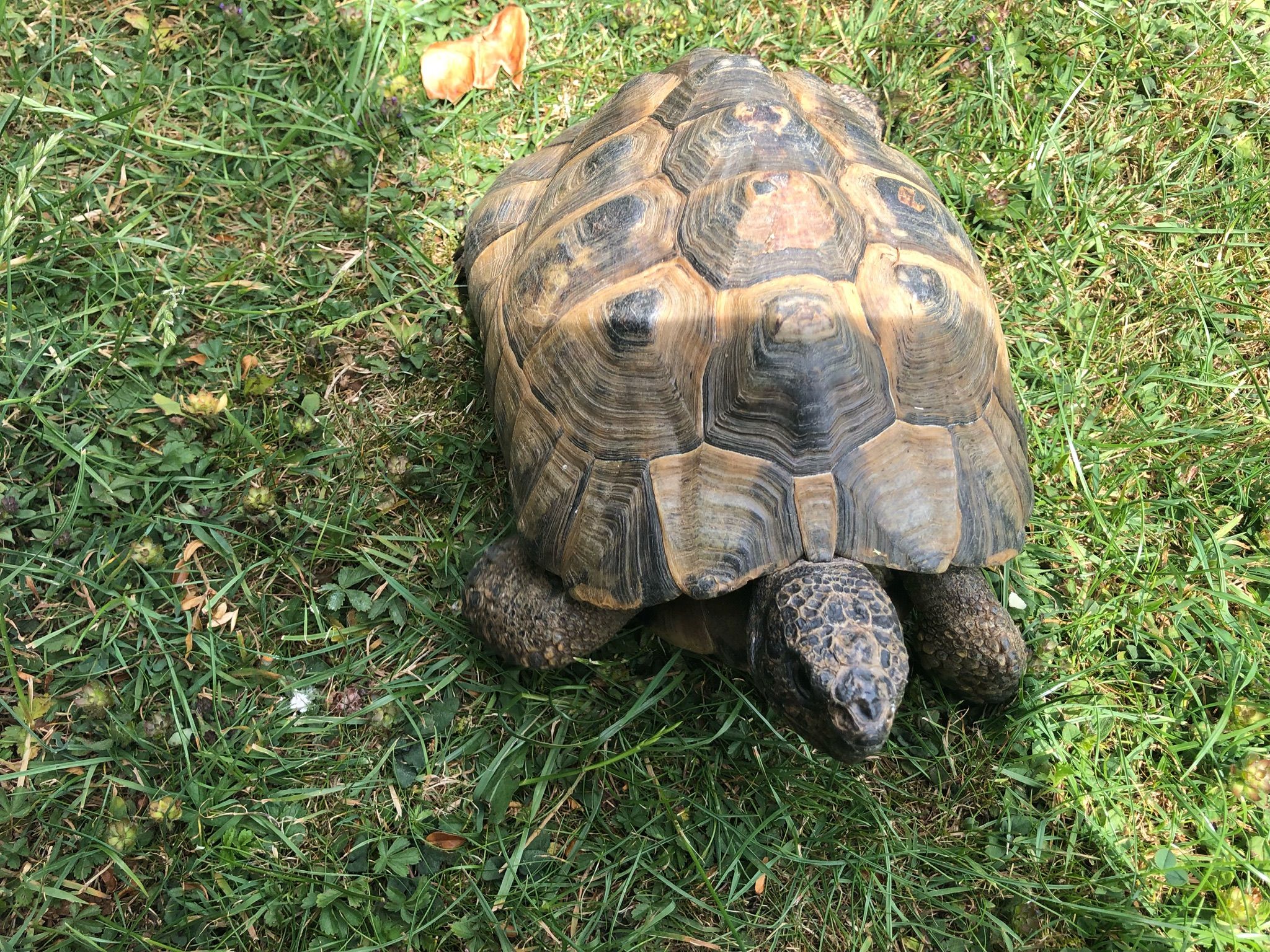 Tortoises Available For Rehoming - Tortoise Protection Group